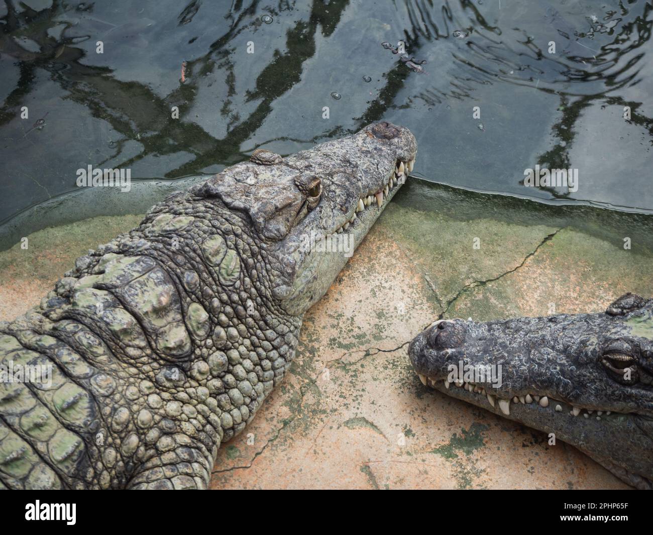 Krokodile in der Krokodilfarm bei Pierrelatte im französischen Departement Drôme Stockfoto