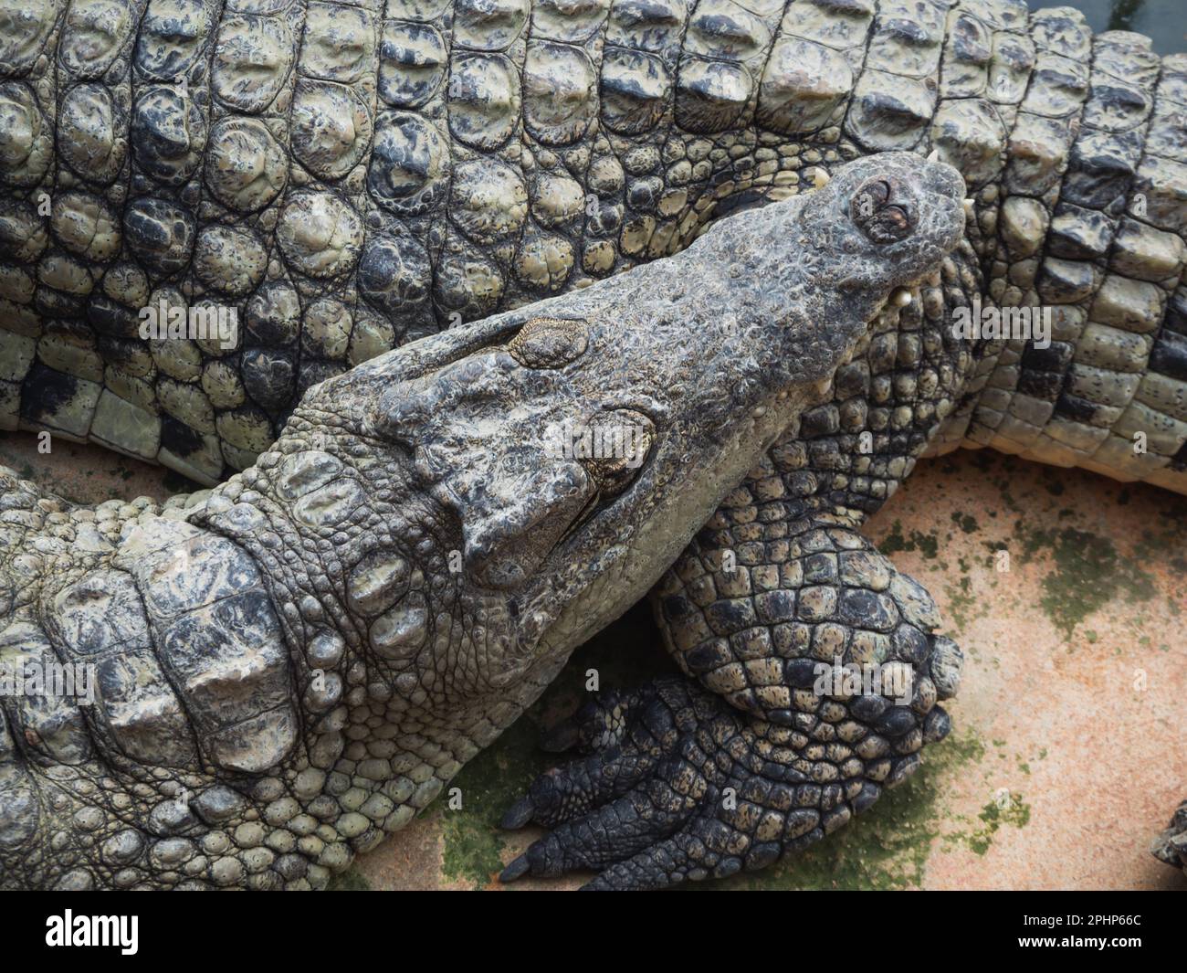 Krokodile in der Krokodilfarm bei Pierrelatte im französischen Departement Drôme Stockfoto