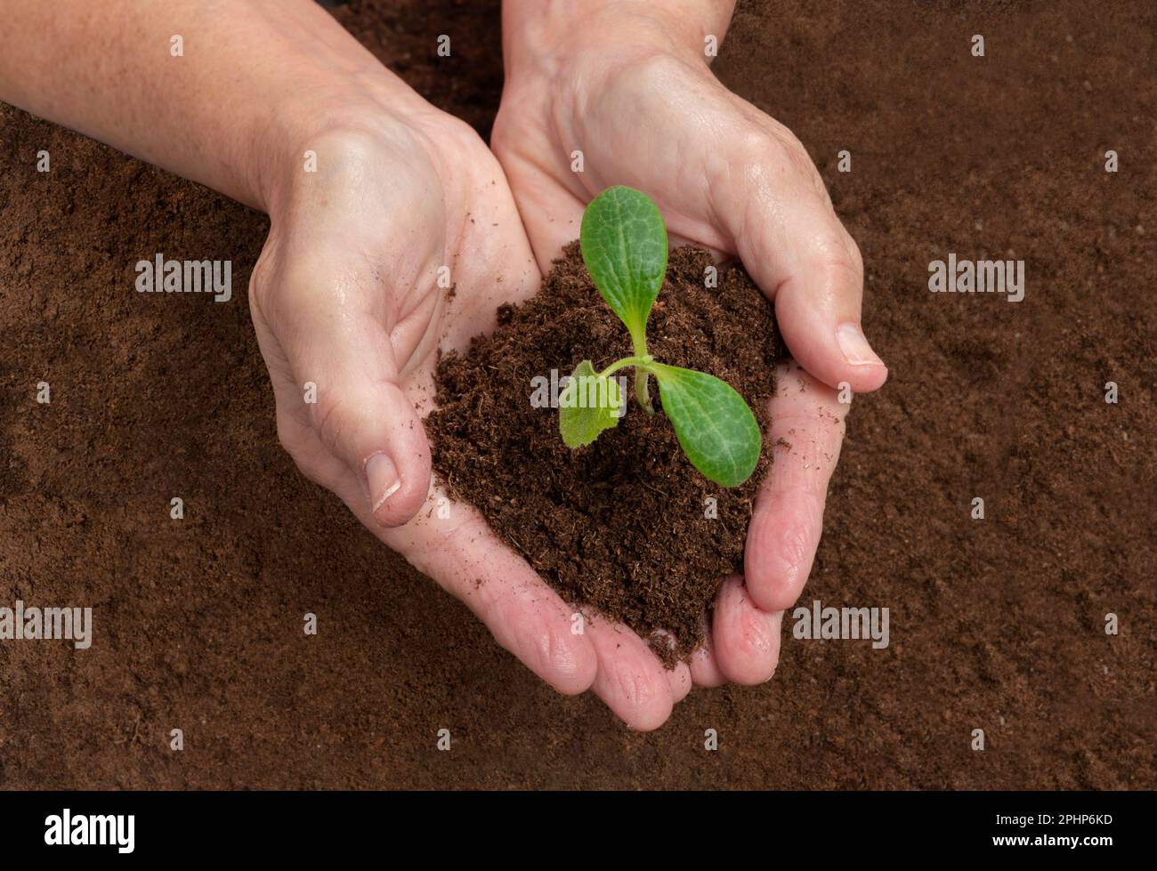 Horizontaler Schuss der Hände einer Gärtnerin, die einen jungen Kürbissprossen mit Erde pflanzt. Stockfoto