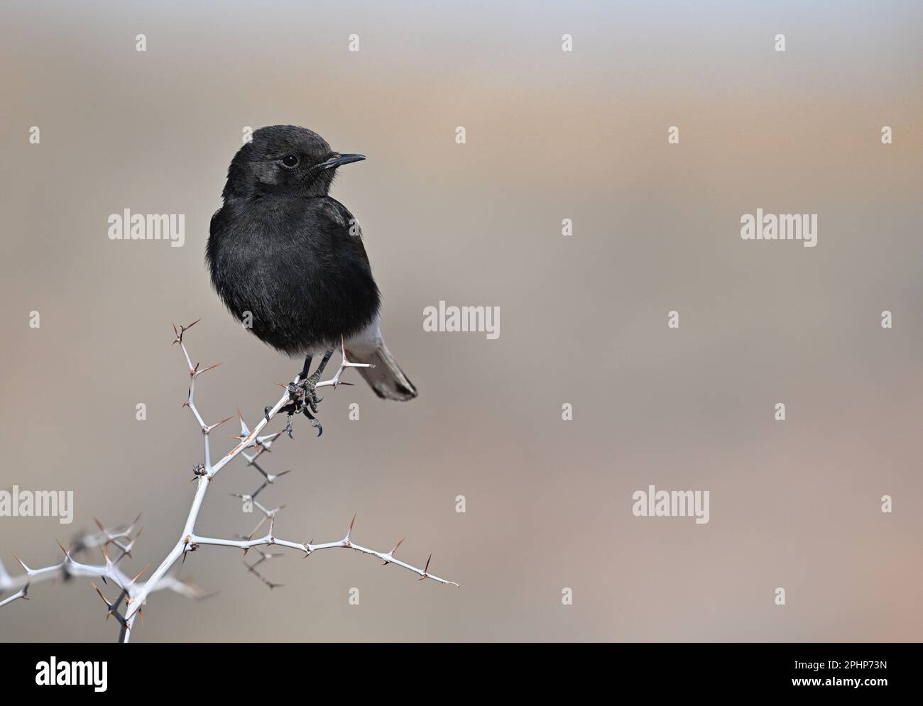 Schwarzen Steinschmätzer - Oenanthe leucura Stockfoto