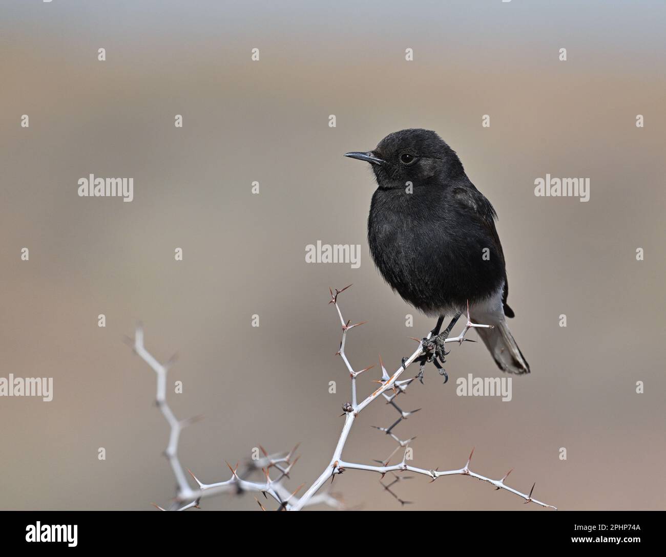 Schwarzen Steinschmätzer - Oenanthe leucura Stockfoto