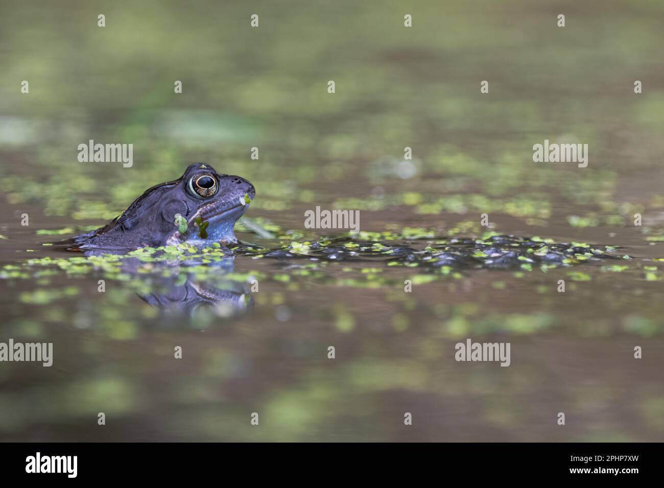 Common Frog (Rana temporaria) im RSPB Loch Leven Nature Reserve, Perth und Kinross, Schottland, Großbritannien. Stockfoto