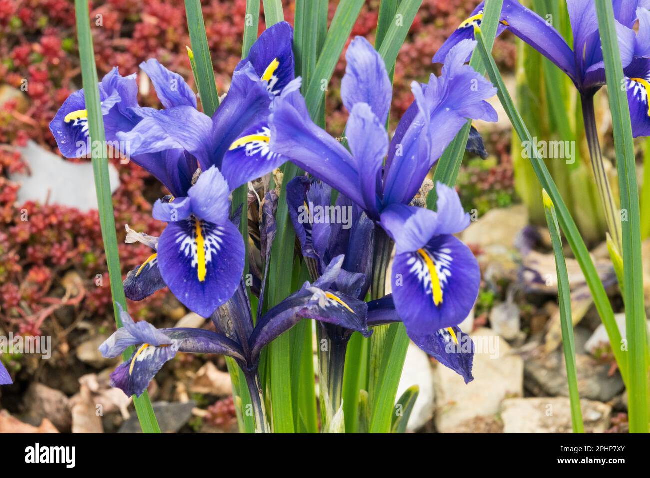 Iris reticulata, Harmony, Iris, Zwerg, Pflanzen, Steingarten, Frühling Stockfoto