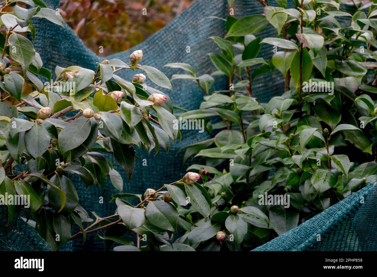 Winterschutz, Pflanzen, japanische Camellia japonica 'April Snow', Netz, Schutz, Pflanzen Garten Stockfoto