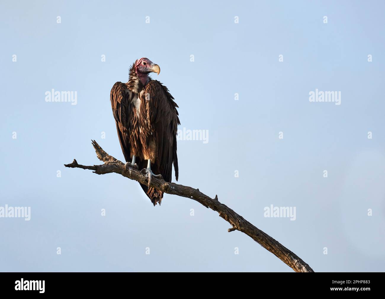 Geier auf Brach Stockfoto