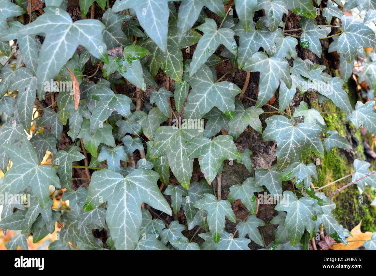 Ivy (Hedera Helix) ist eine wilde immergrüne Kletterpflanze, die sich