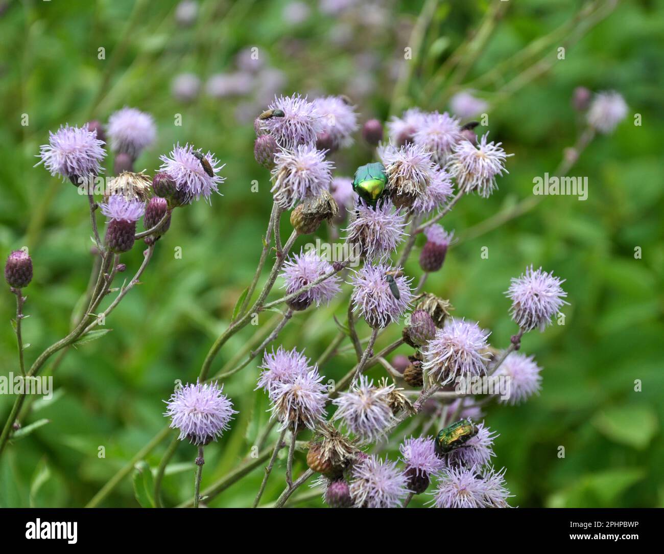 Unter den Wildkräutern wächst und blüht das Distelfeld (Cirsium arvense) Stockfoto