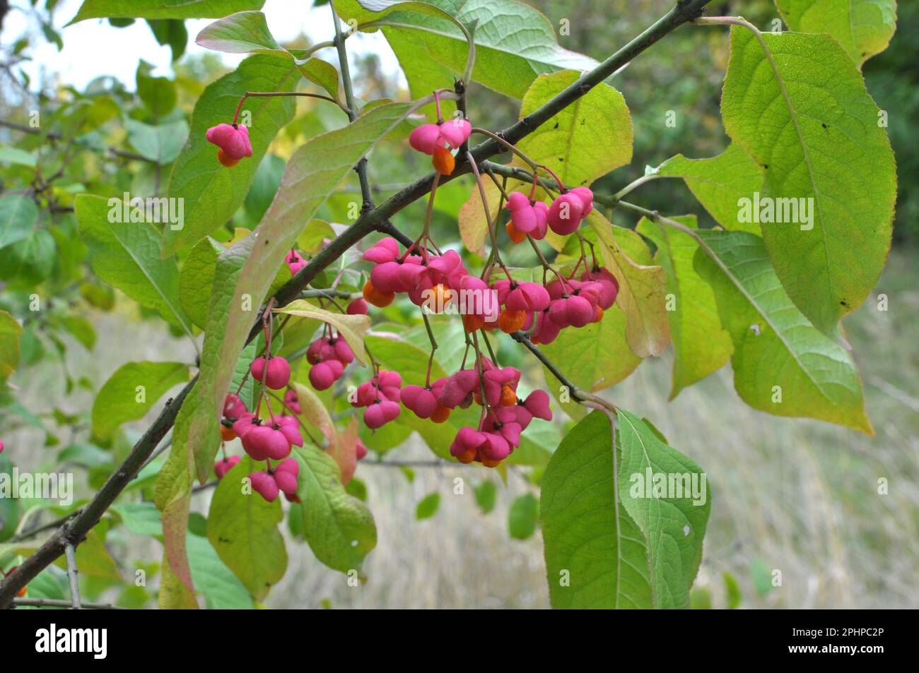 In der Natur reifte der Euonymus europaeus auf dem Zweig mit Kisten Stockfoto
