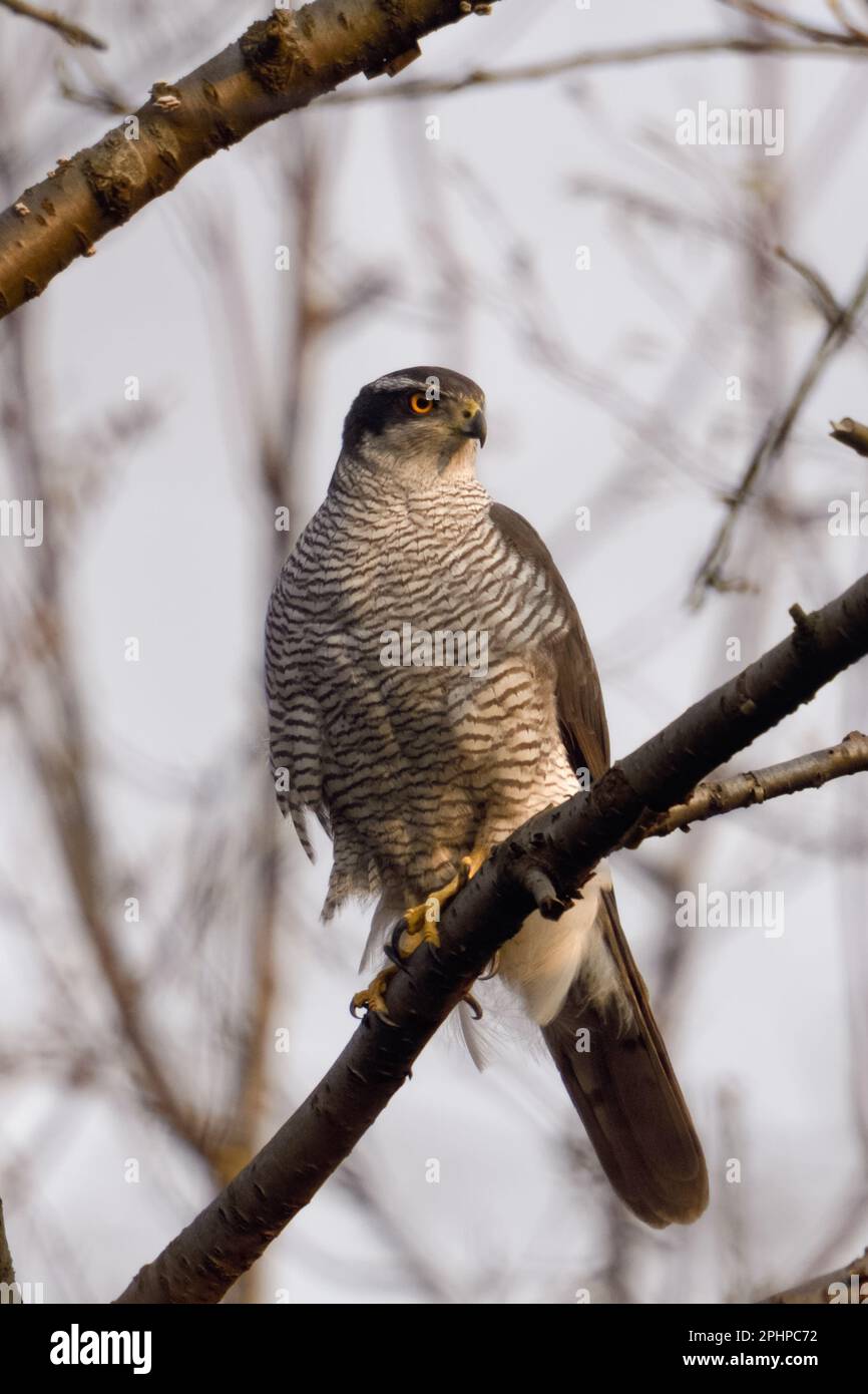 Heimlicher Jäger... Nördlicher Goshawk ( Accipiter gentilis ), männlicher Goshawk jagt Stockfoto