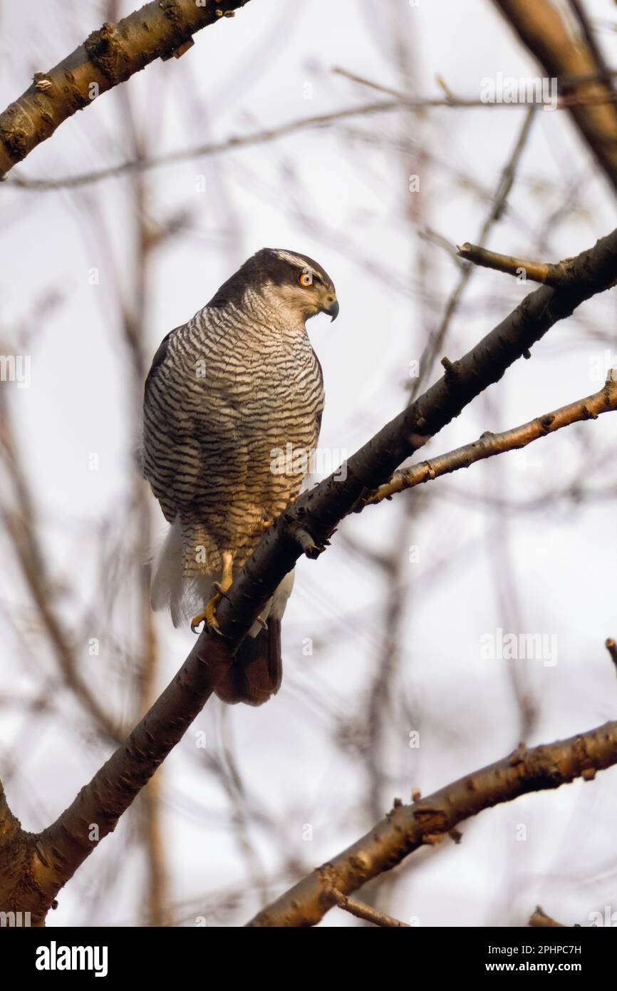 Raubvogel... Habicht ( Accipiter gentilis ), männlicher Falke, der im Wald in den Zweigen einer Wildkirsche sitzt Stockfoto