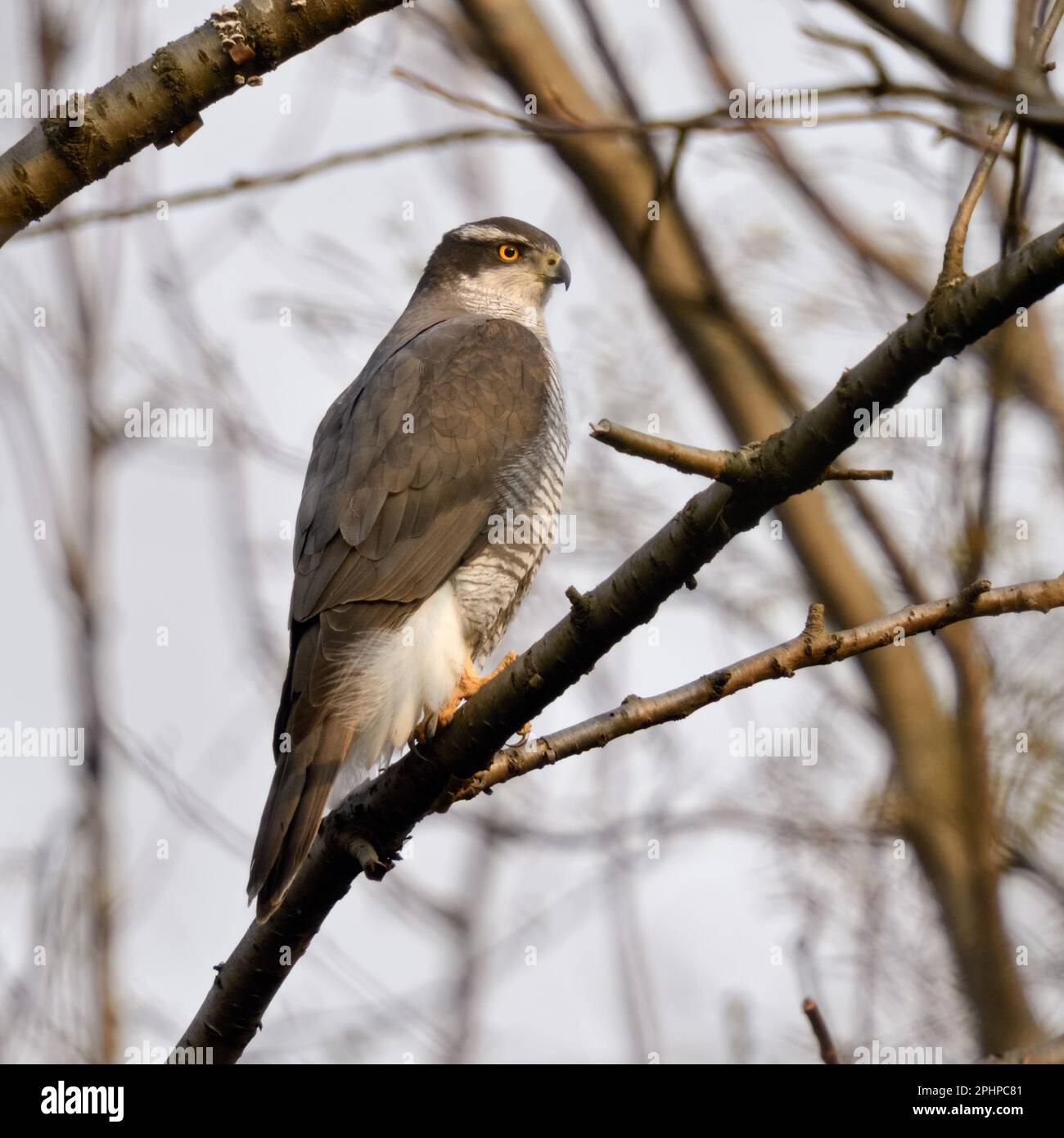 Unauffällig... Goshawk ( Accipiter gentilis ), männlicher Goshawk in den Zweigen der Bäume Stockfoto