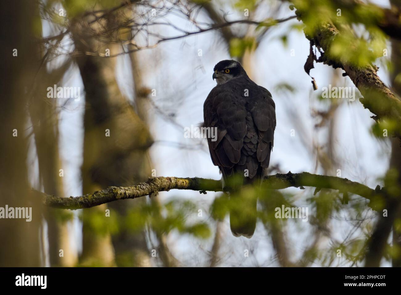 Waldgeist... Goshawk ( Accipiter gentilis ), weiblicher Goshawk in ihrem typischen Lebensraum Stockfoto
