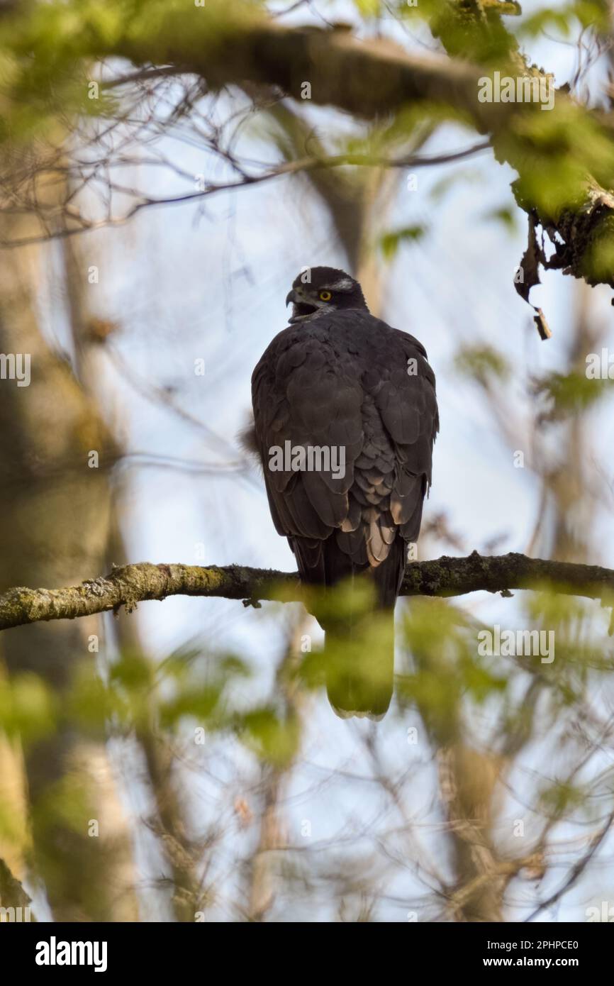 Freundschaft ruft... Nördlicher Goshawk ( Accipiter gentilis ), ruft in den Wald, weiblicher Goshawk lenkt Aufmerksamkeit auf sich selbst. Stockfoto