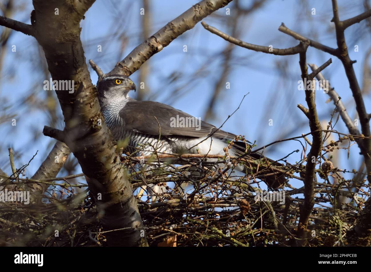 Baum verschachtelt... Goshawk ( Accipiter gentilis ) auf seinem Nest in einem wilden Kirschbaum Stockfoto