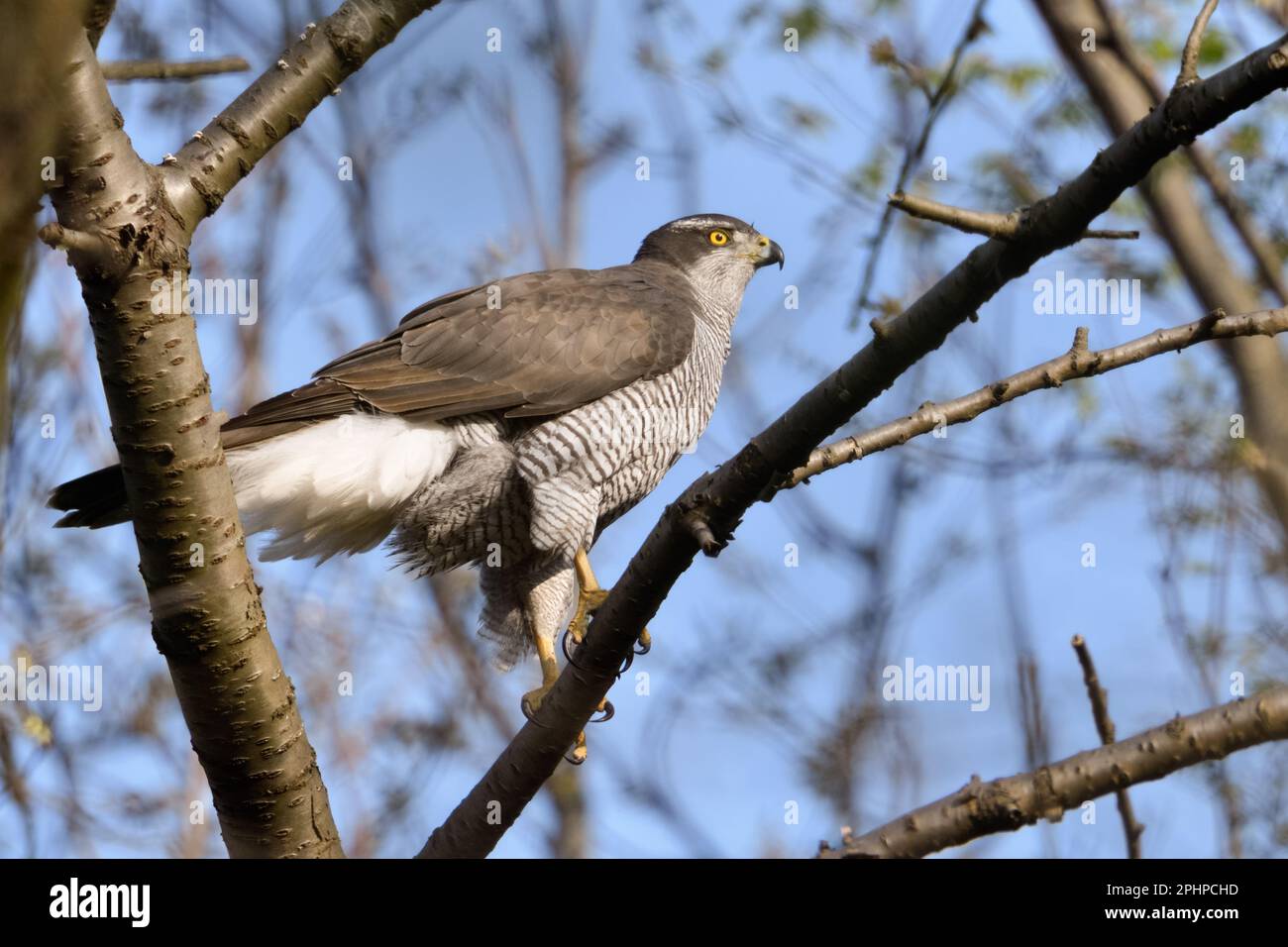 Stattliche weibliche Falke... Goshawk ( Accipiter gentilis ) hoch oben in den Baumwipfeln Stockfoto