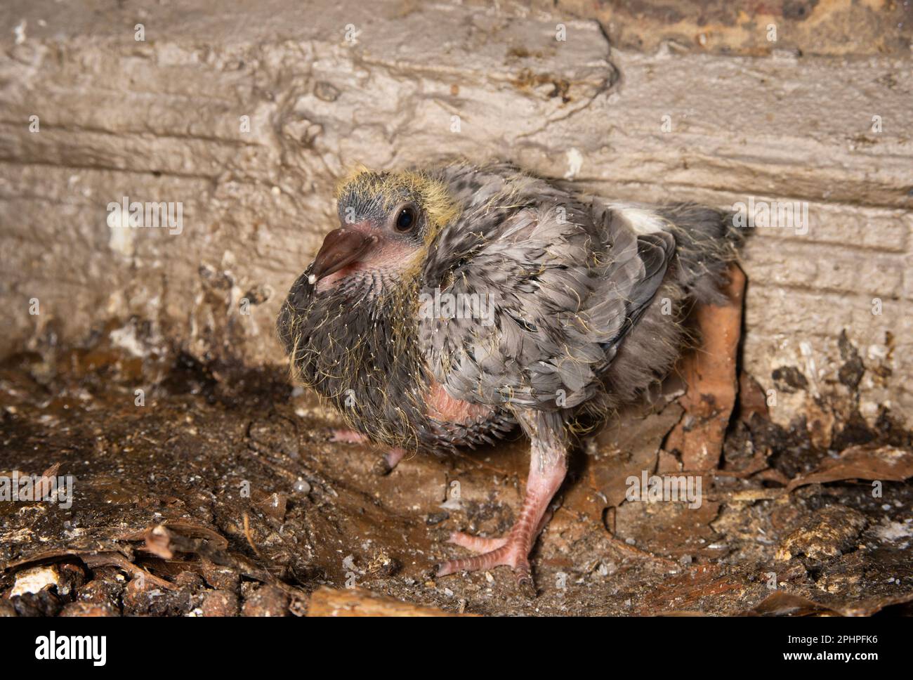 Feral Pigeon, Rock Dove, Chick, Columba livia, London, Vereinigtes Königreich Stockfoto