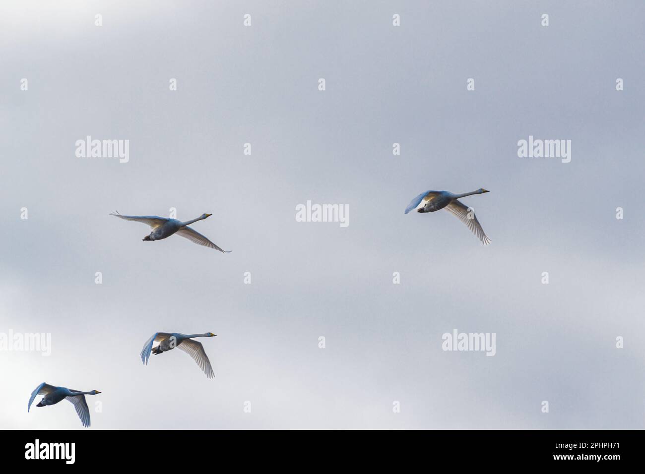 Eine Gruppe fliegender stummer Schwäne am bewölkten Himmel. Große weiße Vögel, die von Sonnenstrahlen erleuchtet werden. Finnlands Nationalvogel. Stockfoto