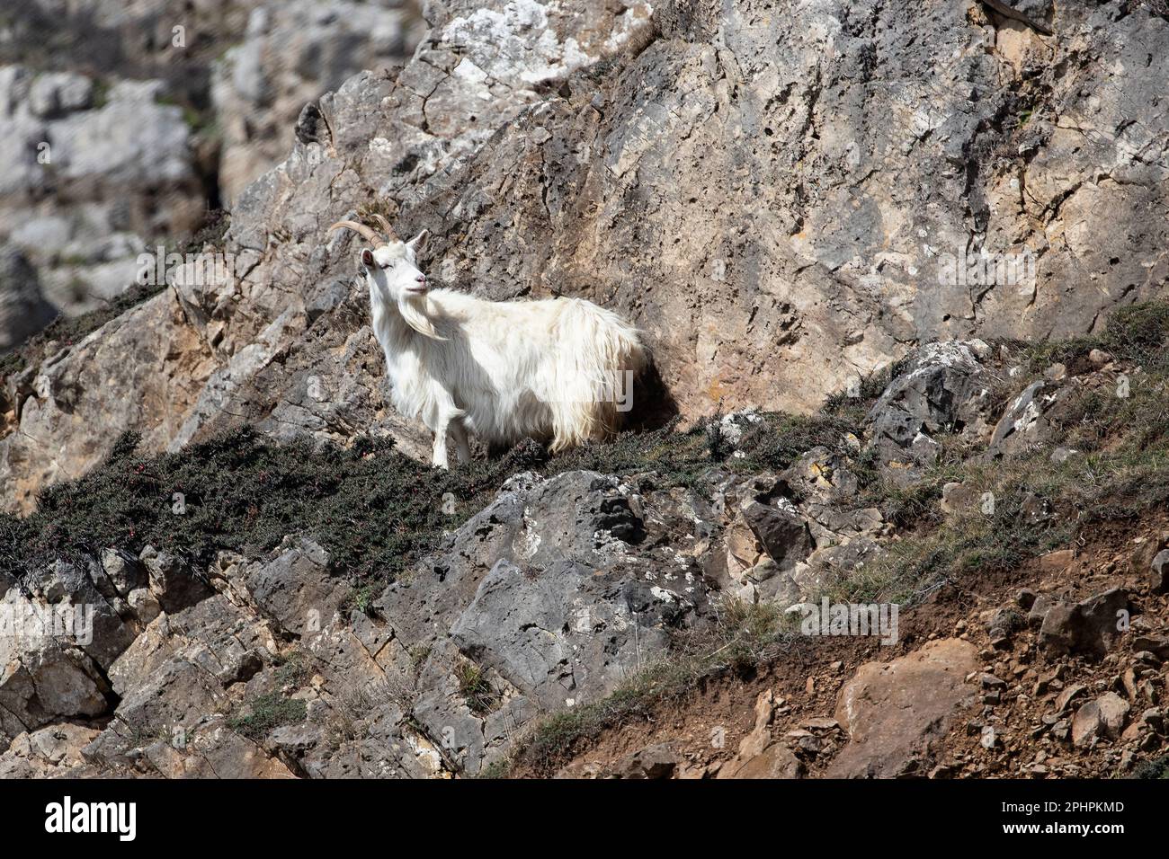 Eine einsame weibliche Kashmiri-Ziege Capra Markhor auf den zerklüfteten Klippen des Großen Orme nahe der Westküste in Llandudno, Nordwales. Stockfoto