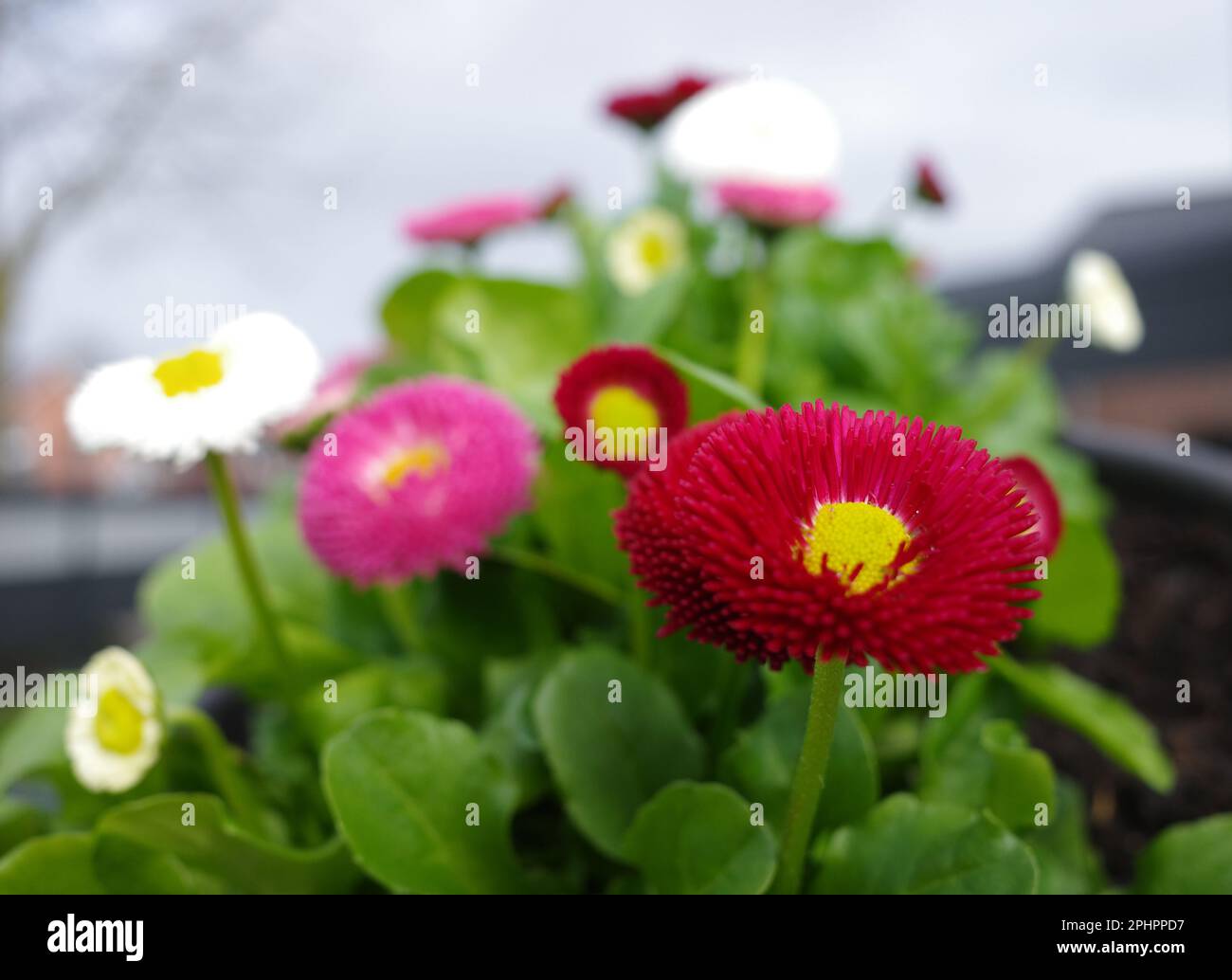 Mischung aus kultivierten englischen Gänseblümchen mit roten, rosa und weißen Blüten. Konzentriere dich auf die erste Blume. Die anderen sind verschwommen. Stockfoto