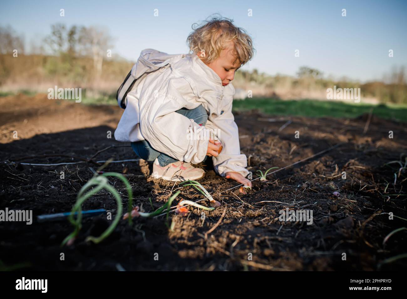 Kinder Pflanzen große Zwiebeln im Garten bei Sonnenuntergang. Bio-Garten für den Anbau von Gemüse für Kindertische. Diätkost für Kinder Stockfoto