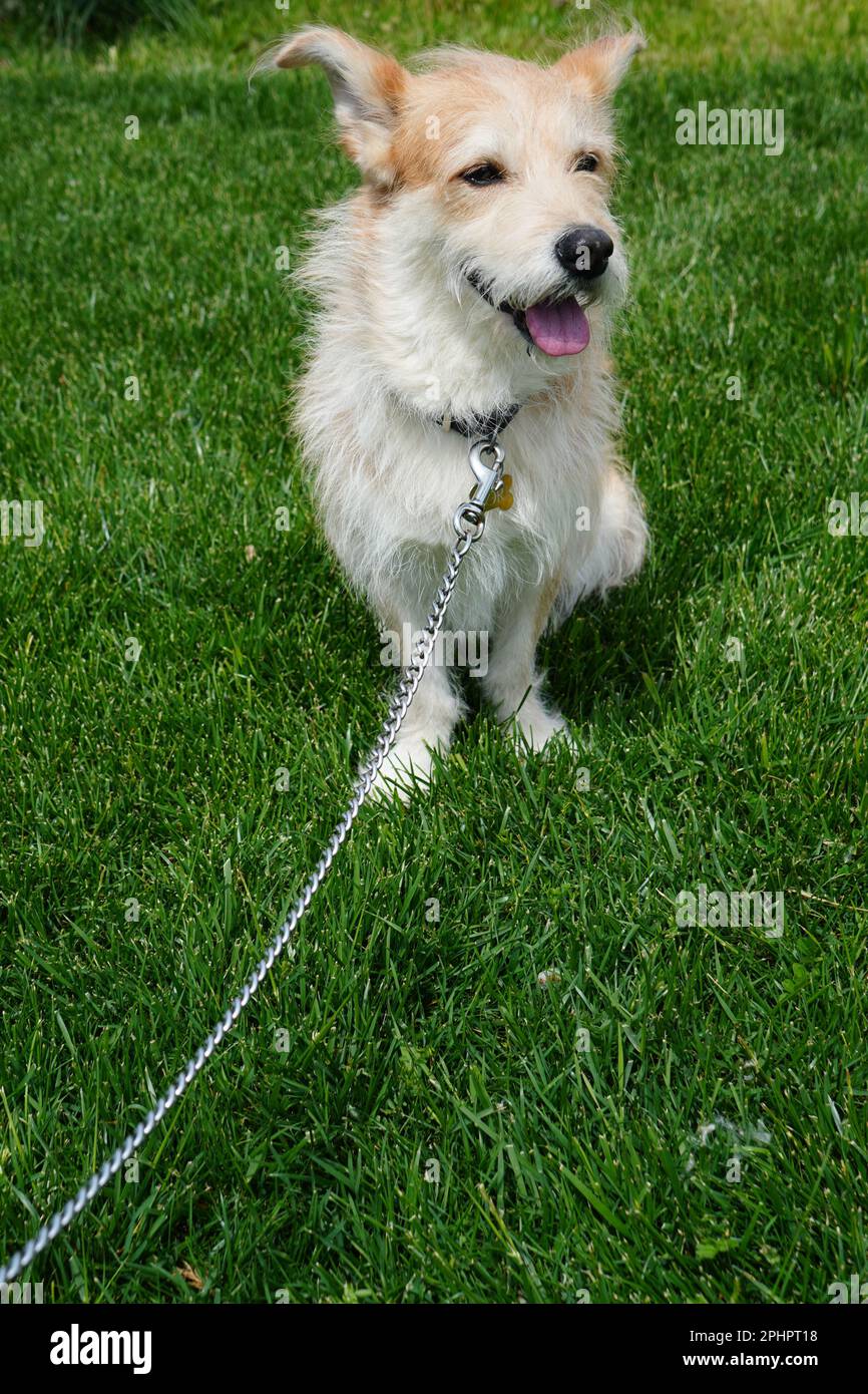 Süßer, fröhlicher, gewirrter weißer Hund an der Leine, der im Park auf dem Gras sitzt und zur Seite schaut Stockfoto
