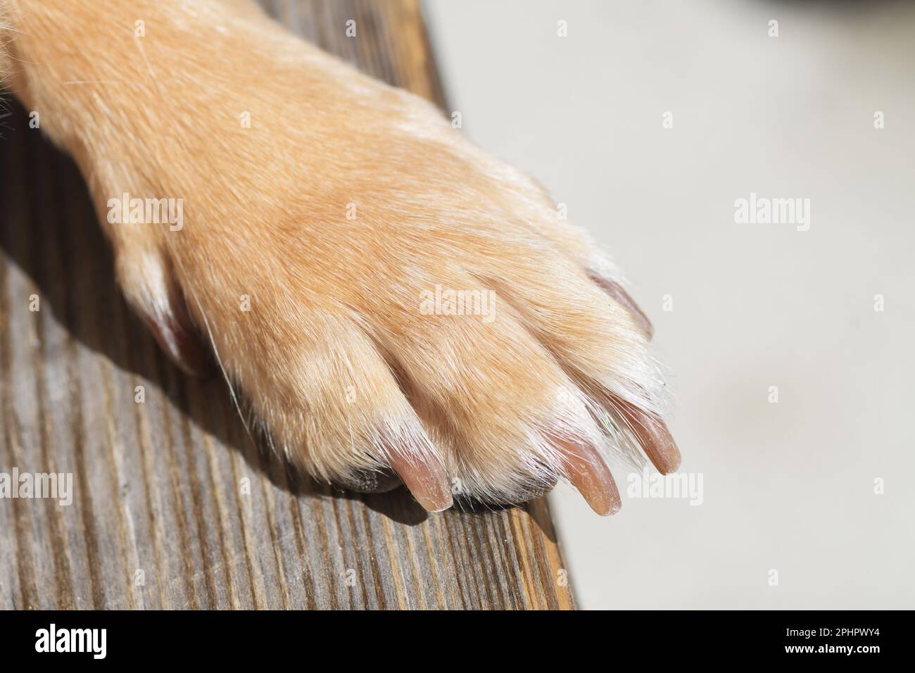 Nahaufnahme einer hellbraunen Hundepfote mit abgeschnittenen Nägeln auf einer Holzbank. Haustiere, Nagelschneiden und -Pflege. Stockfoto
