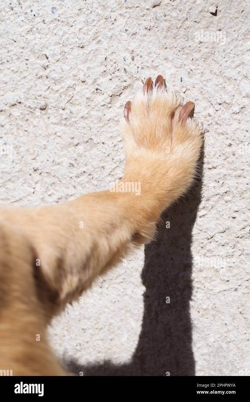 Vorderes rechtes Bein eines kleinen Hundes, Pfote an die Wand gepresst. Haustiere, Nagelschneiden und -Pflege. Stockfoto