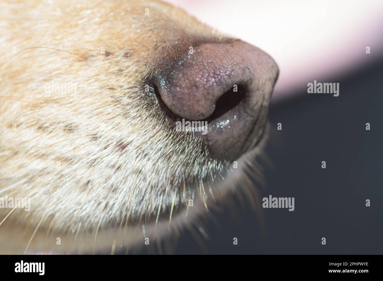 Nahaufnahme von hellbrauner Hundsnase und Schnauze. Hundetraining, Erkennungshund oder Sniffer Dog, Sinne und Geruchskonzepte. Stockfoto