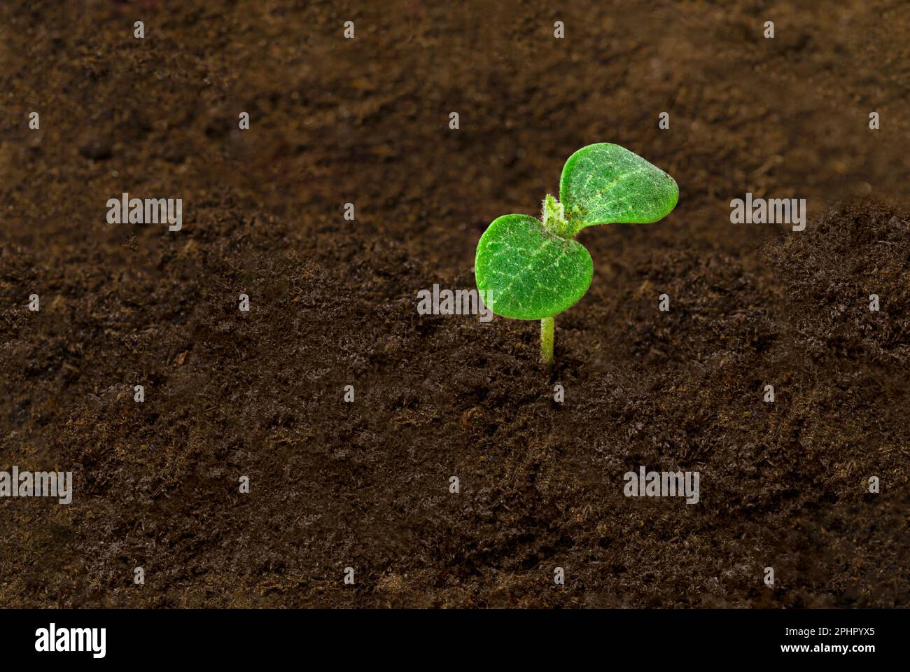 Horizontale Aufnahme einer jungen Squashpflanze in einem Garten von oben mit Kopierraum. Stockfoto