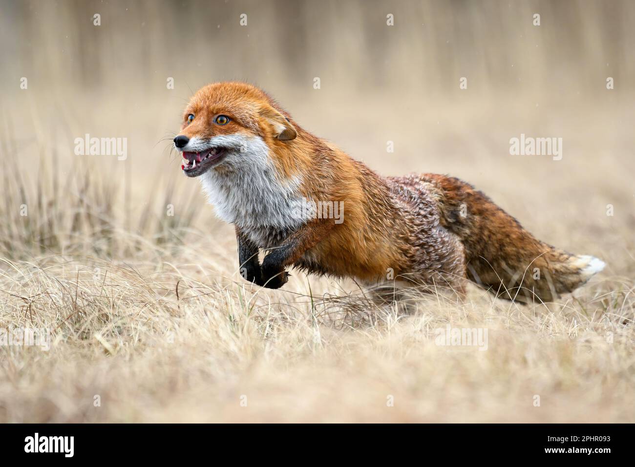 Der rote Fuchs ist hungrig und auf der Suche nach Beute. Stockfoto