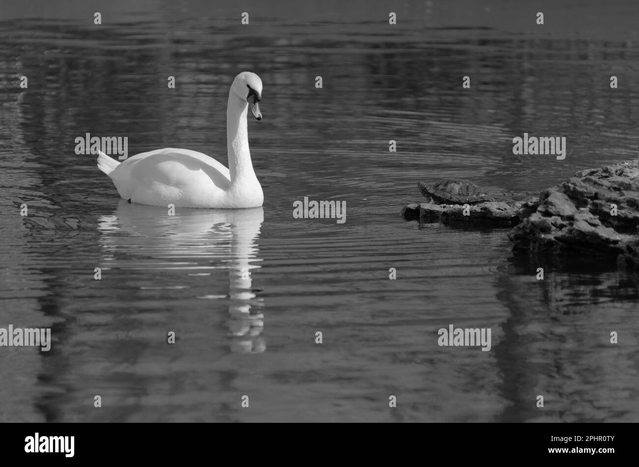 Weiße, romantische Schwäne schwimmen im See des Stadtparks. Schneeweiße, edle Schwäne sind ein Symbol für Liebe und Treue. Tierischer Hintergrund für eine romantische Liebesnachbarin Stockfoto