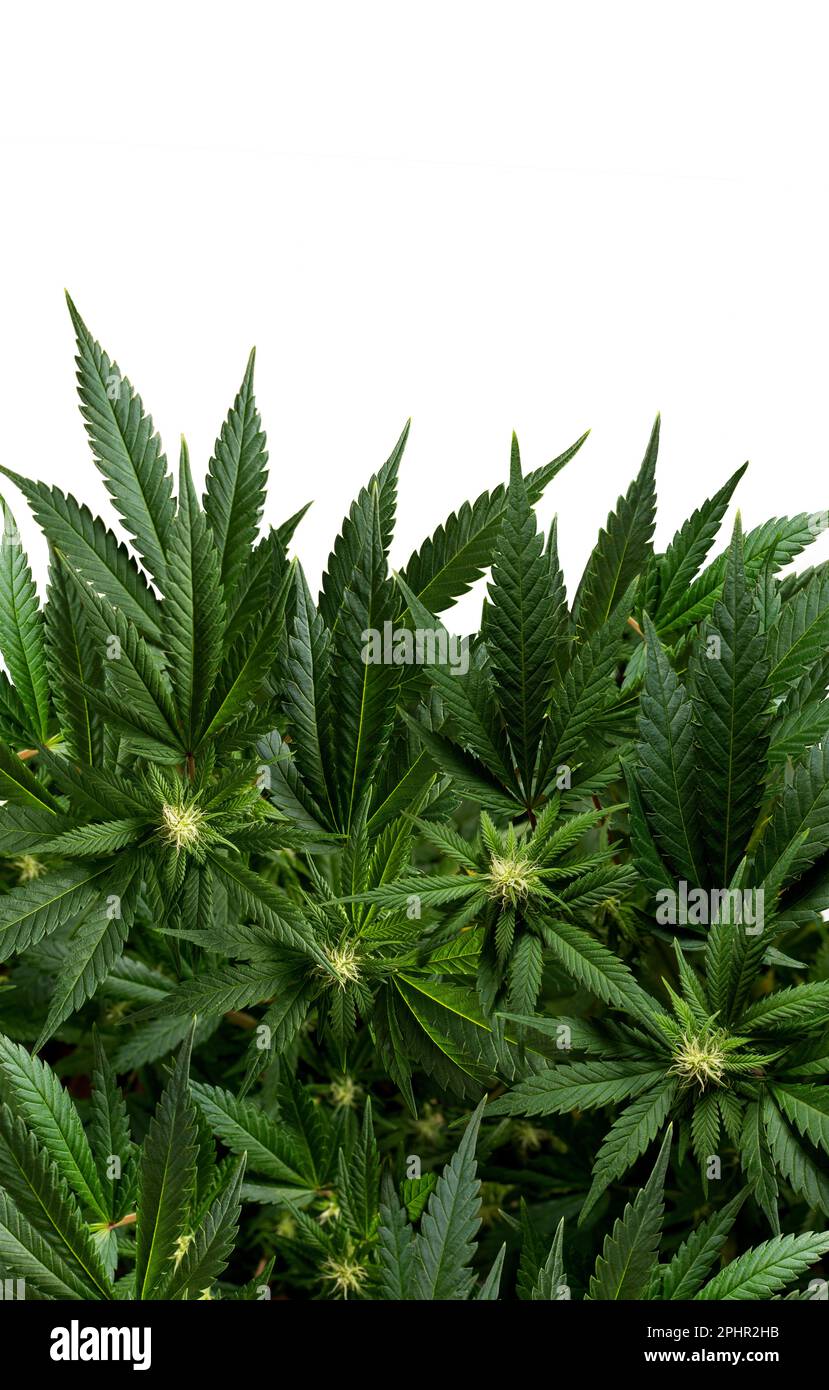 Vertikale Hintergrund-Marihuana-Pflanzen isoliert on.white Stockfoto