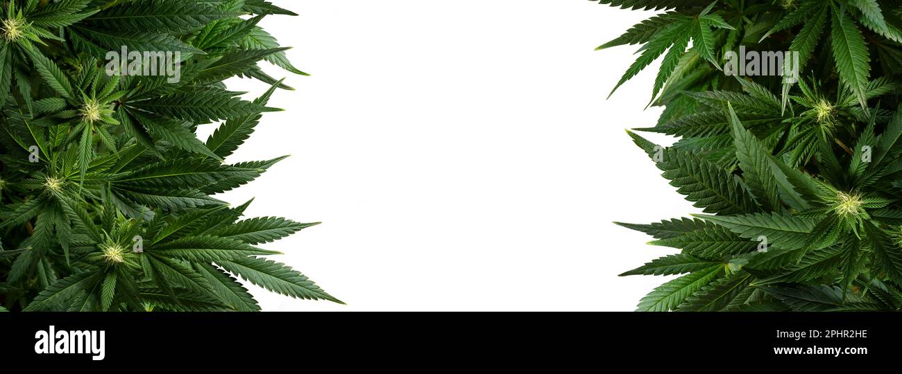 Banner Hintergrund Marihuana Pflanzen isoliert auf weiß Stockfoto