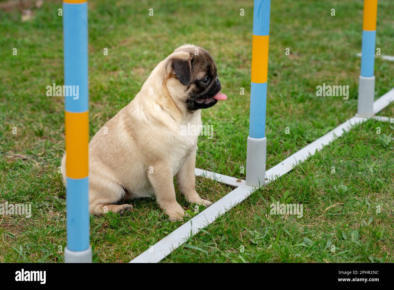 Der kleine Mopps putzt Hundewelpen in einer Hundeschule wurde im Freien trainiert. Stockfoto