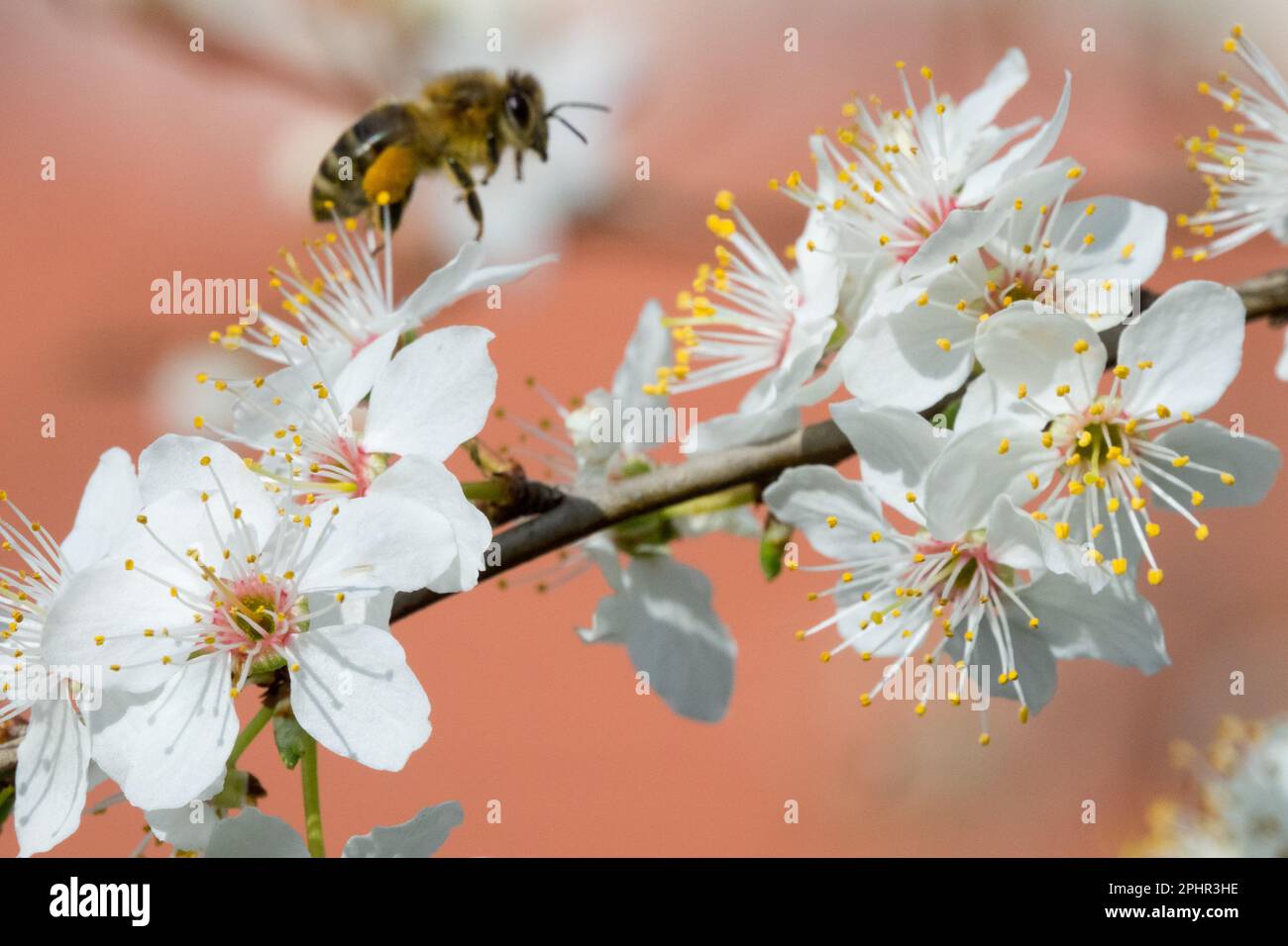 Honigbiene fliegt zu Blüten, APIs mellifera, Insekten, Bienenfreundlich, Pflanze, Prunus, Blüten, Erste, Blüten, In, Feder Stockfoto