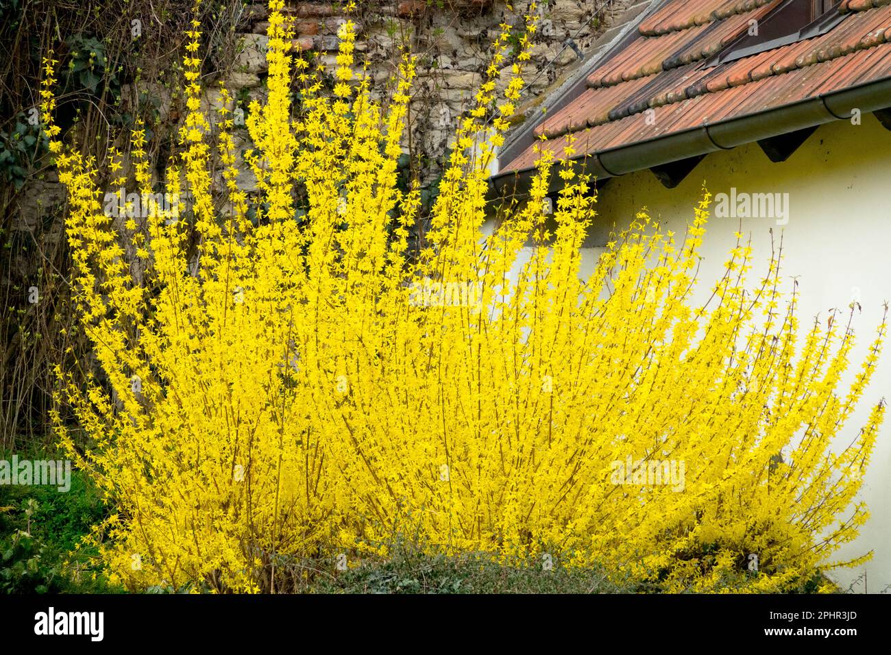 Strauchbewohner, Forsythia x Intermedia, Blühen, in, Frühling, Jahreszeit, Ländlich, Haus Stockfoto