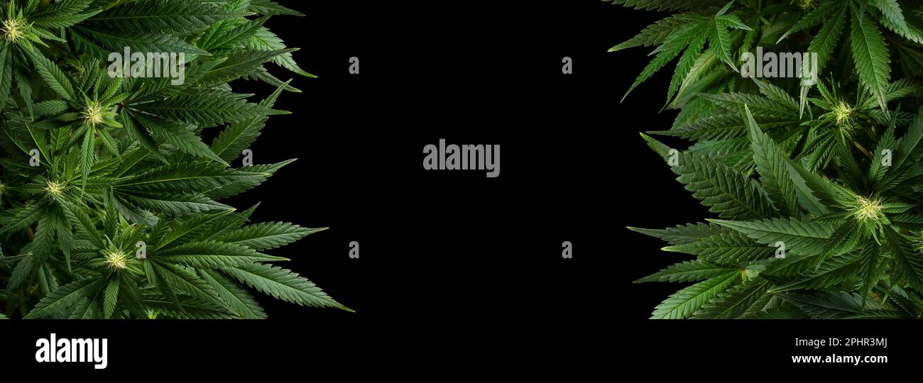 Banner Hintergrund Marihuana Pflanzen isoliert auf Schwarz Stockfoto