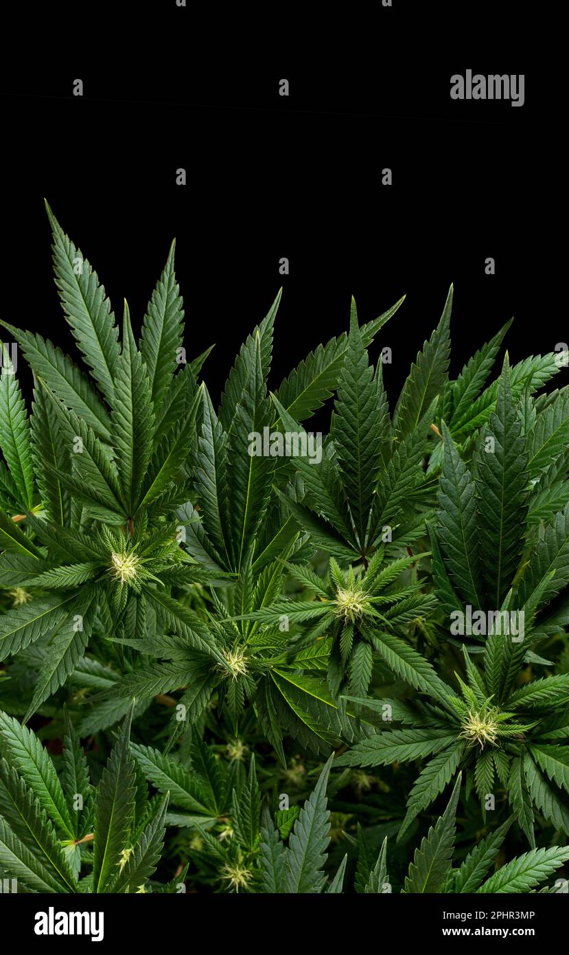 Vertikale Hintergrund-Marihuana-Pflanzen, isoliert auf. Schwarz Stockfoto