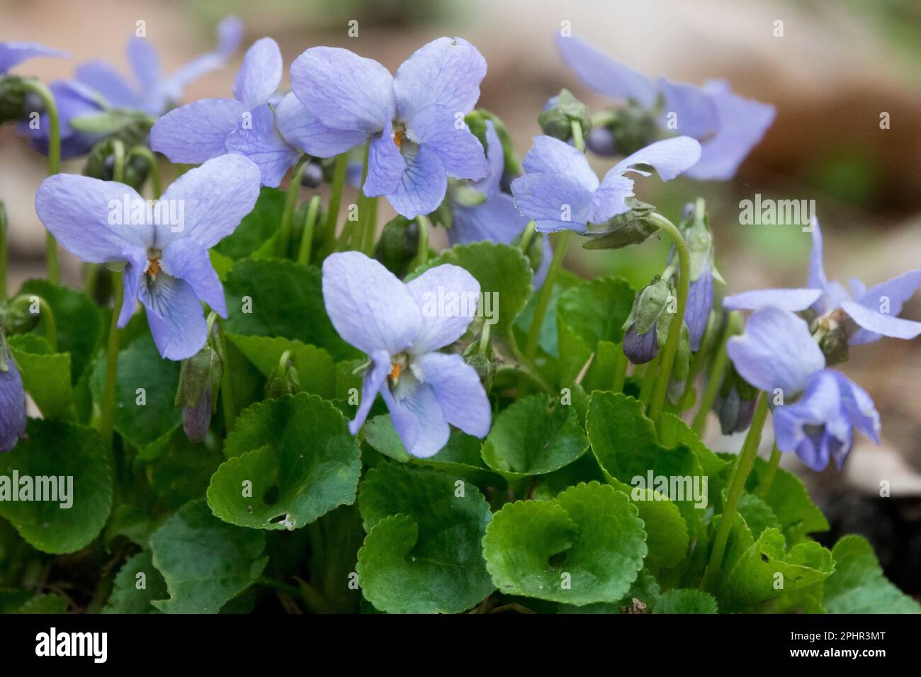 Süßes Violett, Viola „reine de Neige“ Stockfoto
