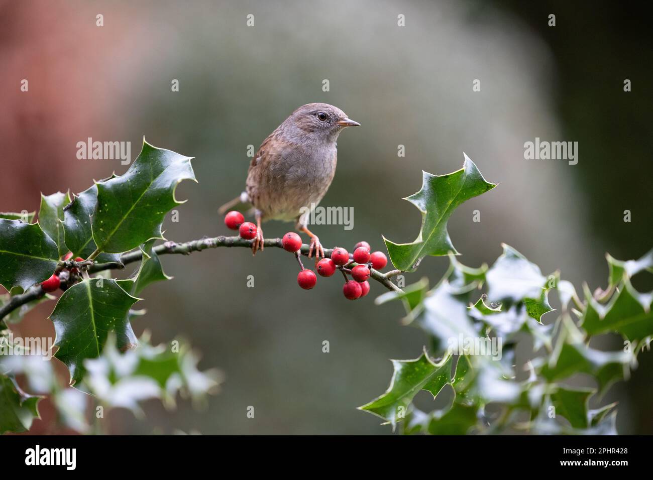 Dunnock (Prunella modularis) auf einem Holly-Zweig voller Beeren – Yorkshire, Vereinigtes Königreich (November 2022) Stockfoto