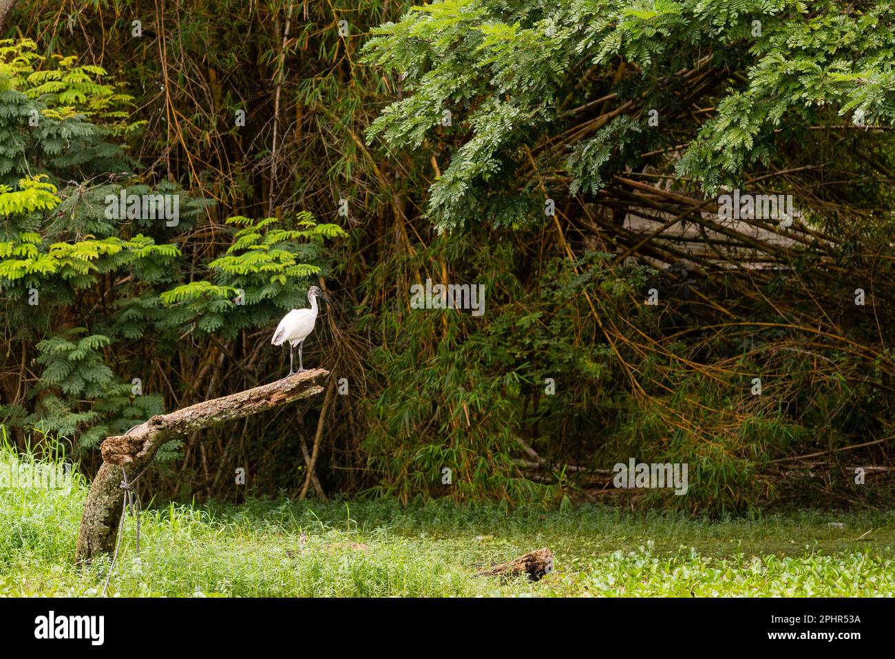 Karanji Naturpark Mysore Karnataka Indien 1 2022. September Vogelbeobachtung im Karanji Naturpark und See in Mysuru Karnataka Stockfoto