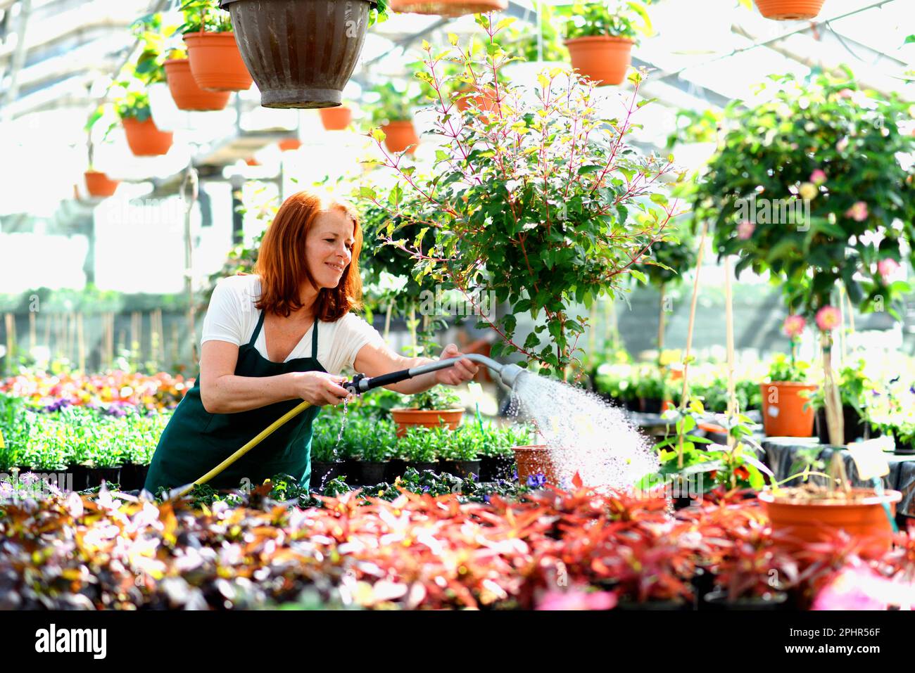 Frau Blumen gießen in einer Baumschule - Gewächshaus mit farbigen Pflanzen zum Verkauf Stockfoto