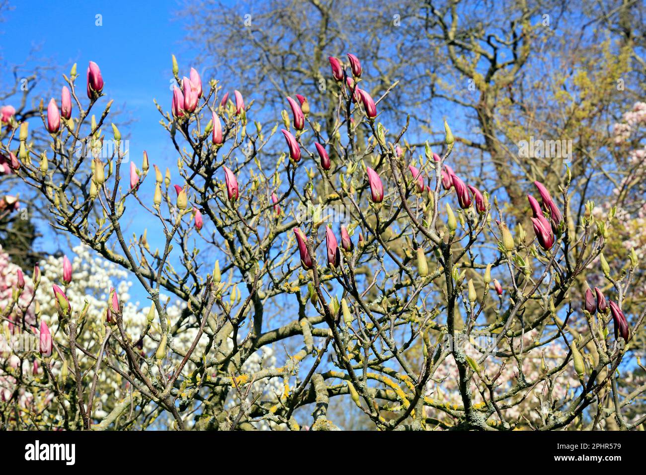 Ungeöffnete Knospen auf den Magnolienbäumen des Frühlings an einem sonnigen Tag im Frühling, Cardiff. März 2023. Spring.Magnolia x soulangeana Stockfoto