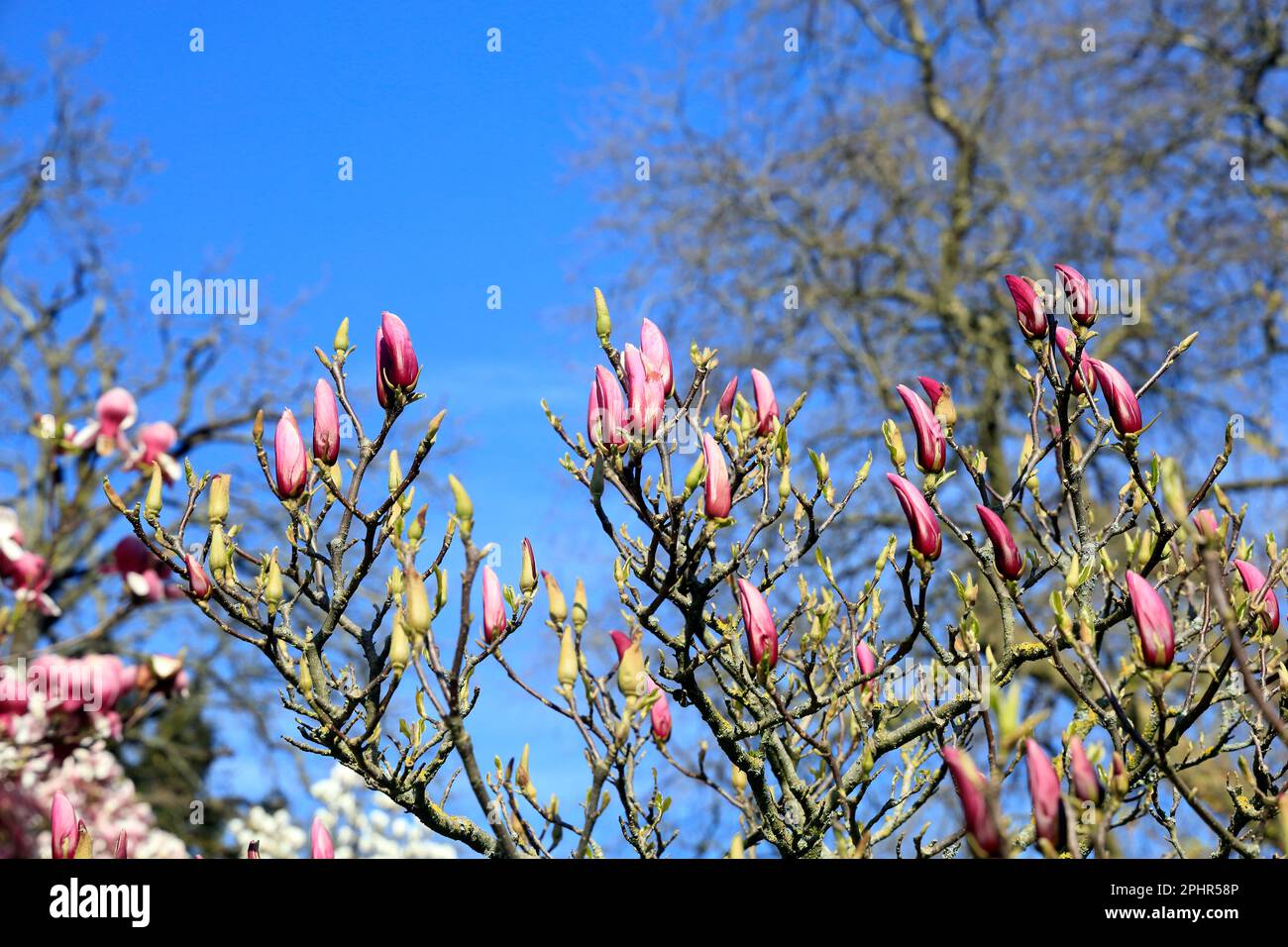 Ungeöffnete Knospen auf den Magnolienbäumen des Frühlings an einem sonnigen Tag im Frühling, Cardiff. März 2023. Spring.Magnolia x soulangeana Stockfoto