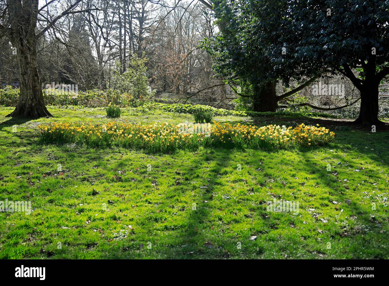 Daffodil-Bett im Sonnenlicht, Cardiff. März 2023. Frühling. Zyl Stockfoto