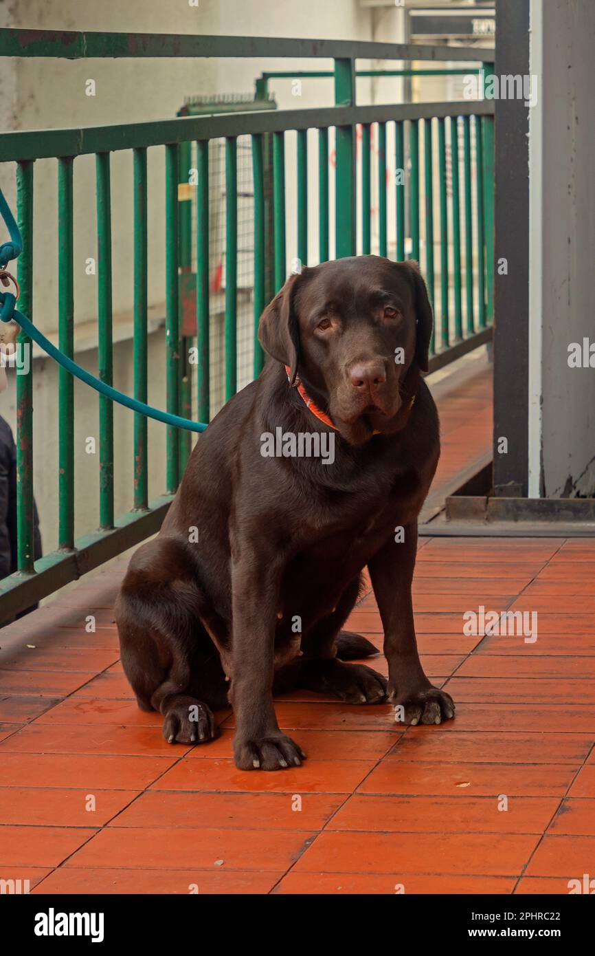 Labrador Hund, gefesselt an einen Metallzaun in der Stadt, wartet darauf, dass sein Besitzer ihn abholt Stockfoto