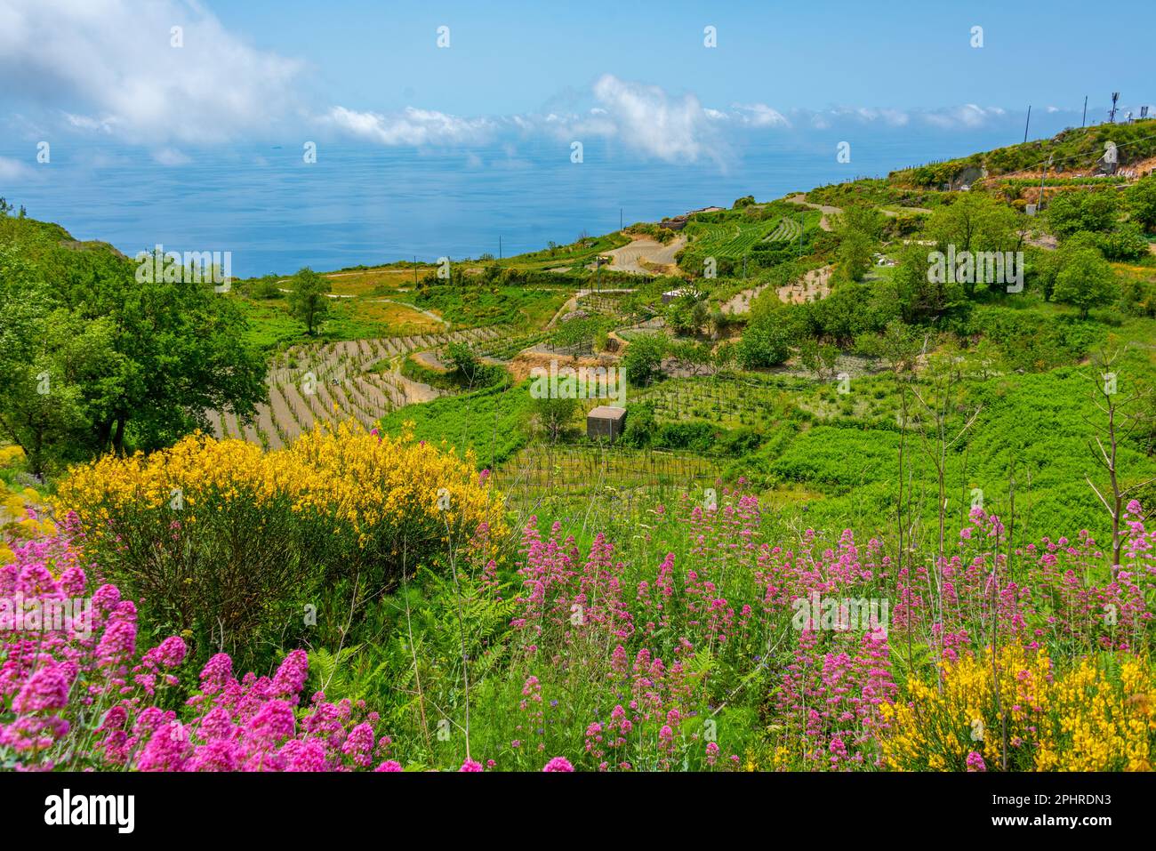 Landwirtschaftliche Landschaft von Ischia, Italien. Stockfoto