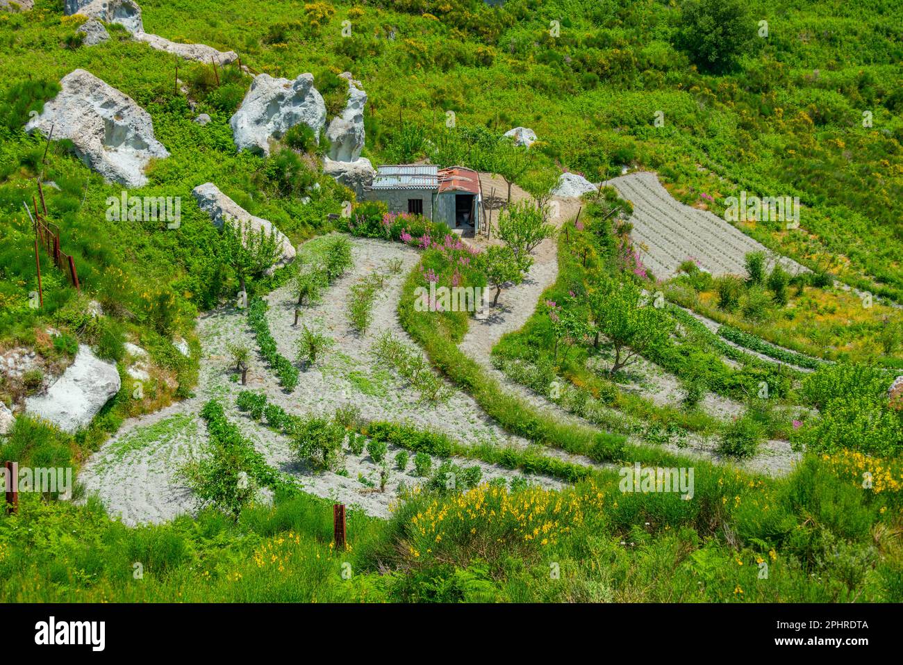Landwirtschaftliche Landschaft von Ischia, Italien. Stockfoto