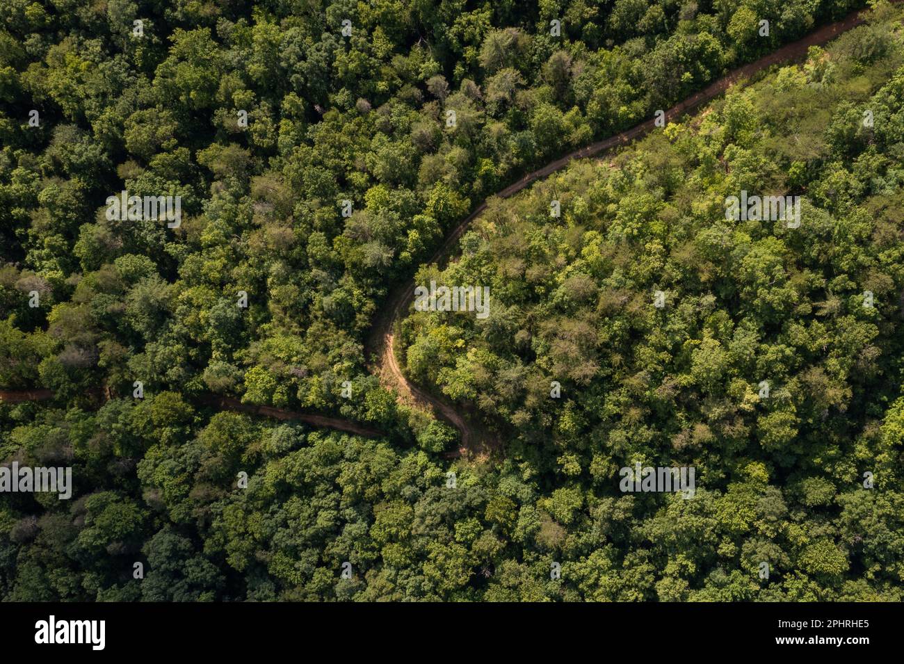 Blick aus der Vogelperspektive auf einen Pfad inmitten der Bäume in den Smoky Mountains in Tennessee, USA Stockfoto