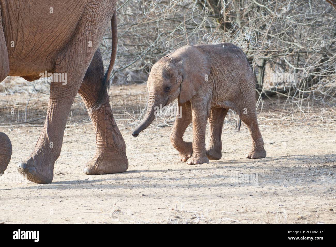 Afrikanischer Elefant (Loxodonta africana), Jungkalb folgt seiner Mutter. Stockfoto